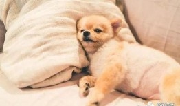 娱乐吃瓜君傻狗日常,傻狗日常的欢乐盛宴